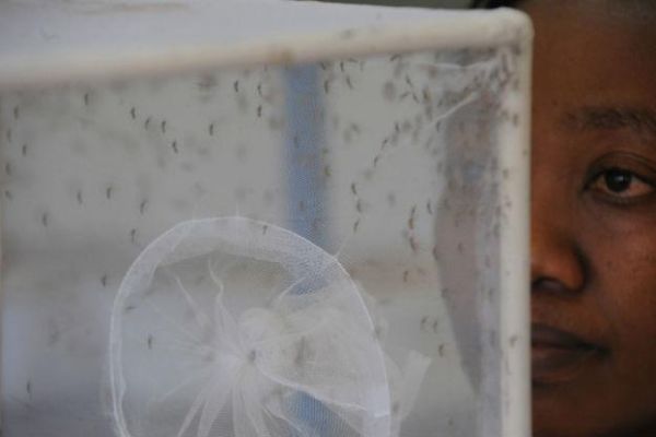 Cidade de Mato Grosso do Sul tem maior incidência de zika v...